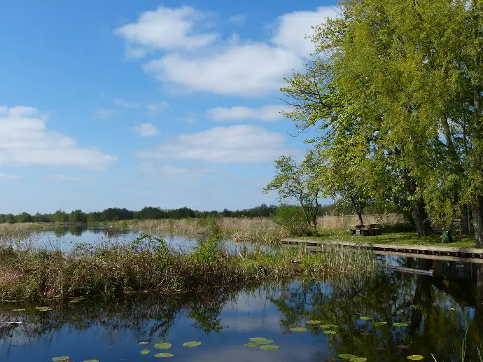 green trees beside lake under blue sky during daytime